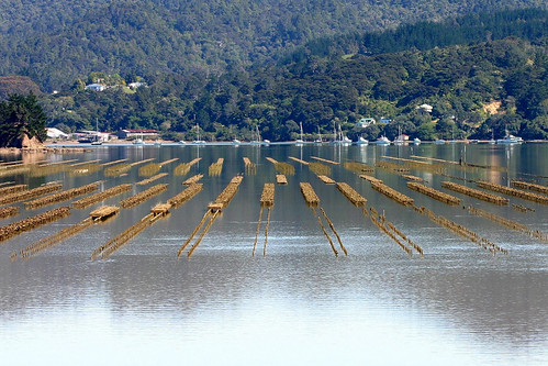 oyster-farm-at-whangaroa-oyster-farm-at-whangaroa-with-the-flickr