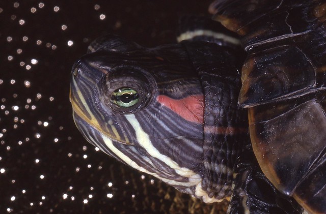 Terrapin - Wasserschildkröte - Rotwange - starwarrior