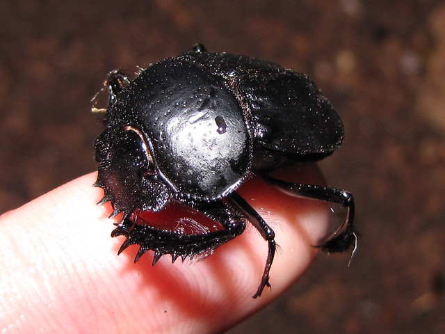 Egyptian dung beetle (Scarabaeus sp)