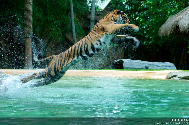 Tiger Leap
