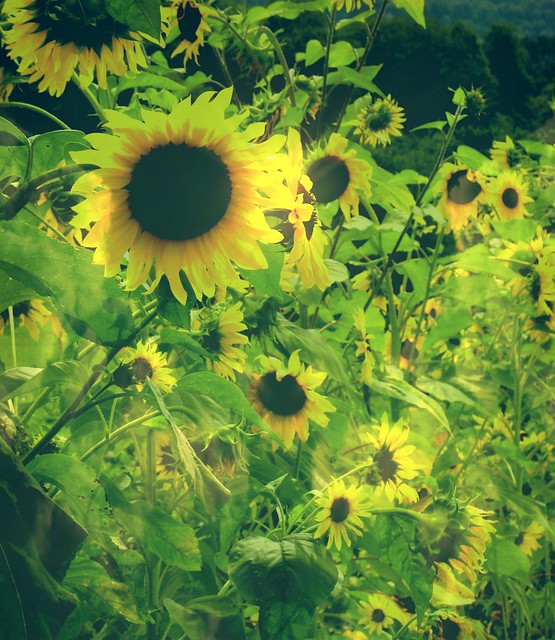 ✽Tournesol (girasole) «qui tourne avec le soleil» ✽ Sunflower «which rotates with the sun» ✽