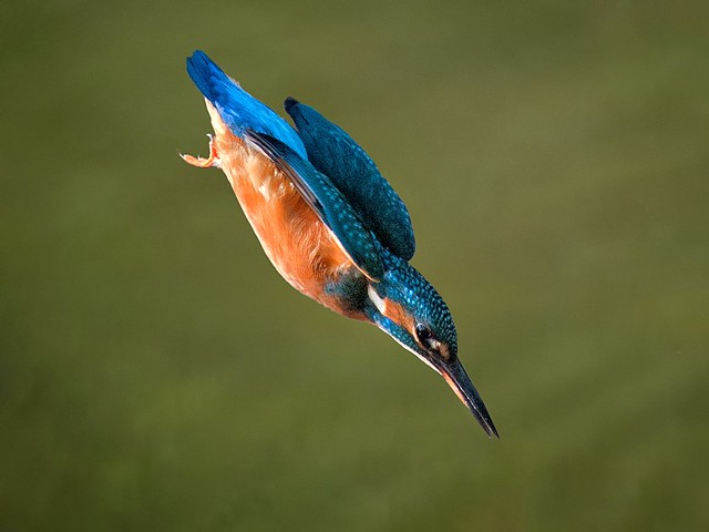 Kingfisher-'the bullet'
