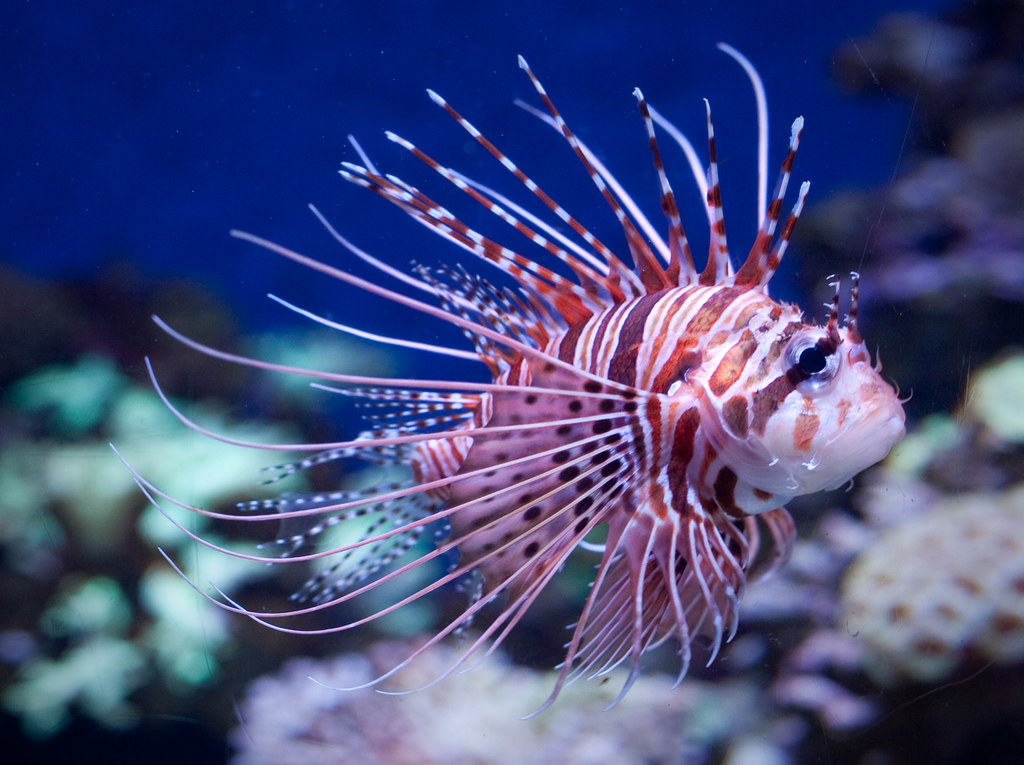 Top 20 Animals That Are Cute But Deadly Animals pufferfish