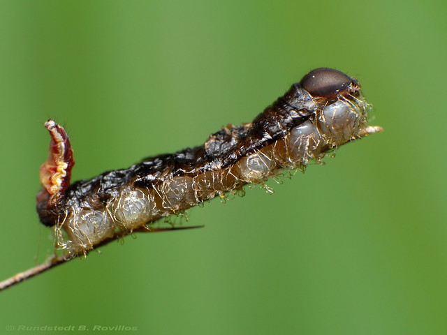 Parasitic Wasp cocoons on a dead caterpillar host.