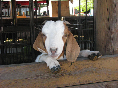 ohio festival goat event entertainment wellington agriculture loraincountyfair loraincounty