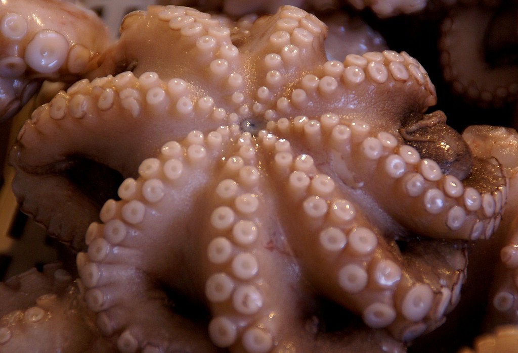 Catania, Markt La Pescheria, Oktopus (Octopus)