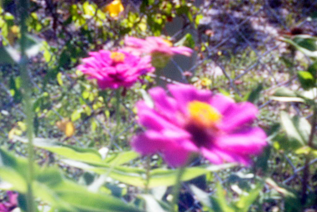 Pink-Flowers-Pinhole