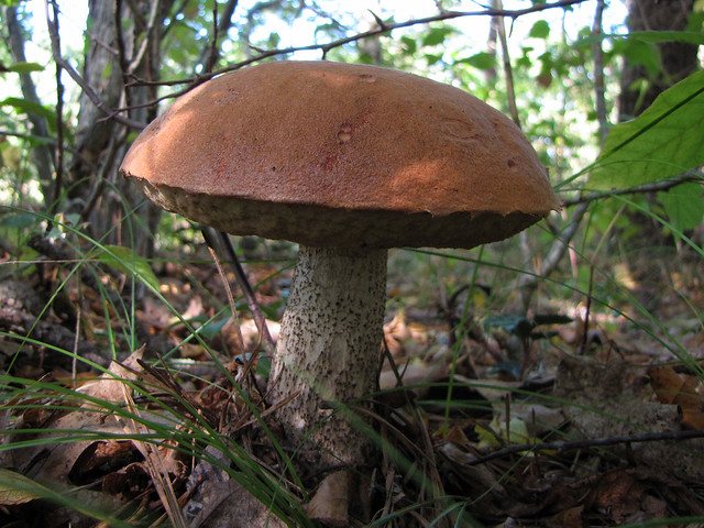 Red-capped Scaberstalk