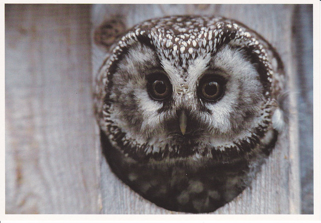 Pearl Owl Postcard