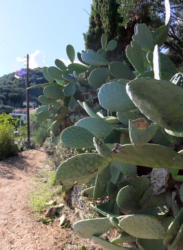 Cacti on the path to Kaminaki Beach