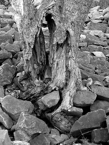 tree rock geotagged blackwhite pennsylvania root newkensington geo:lat=4060991270 geo:lon=7971761227