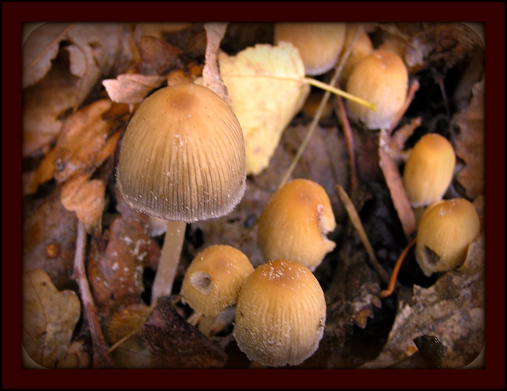 very small mushrooms....