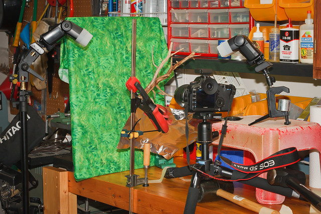 Time-Lapse setup for capturing the Black Swallowtail's Pupation.