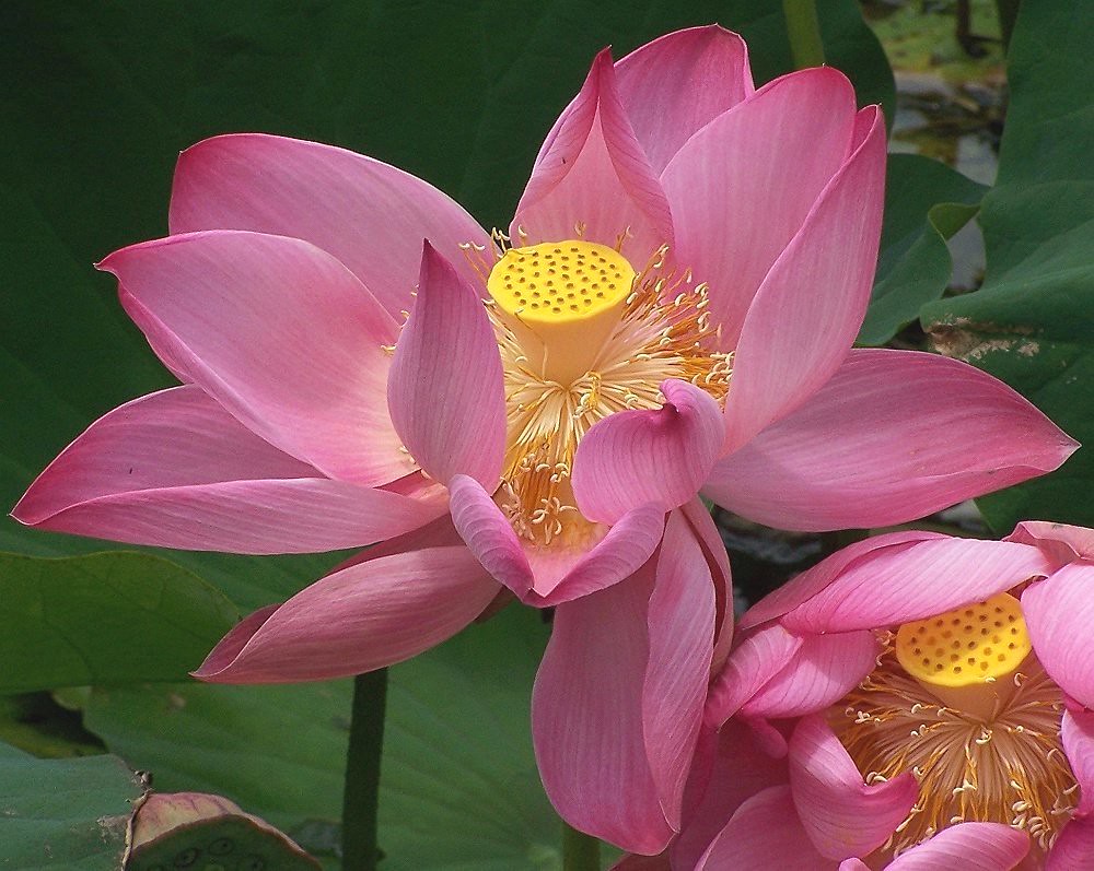 Nelumbo nucifera (Lotus) flower