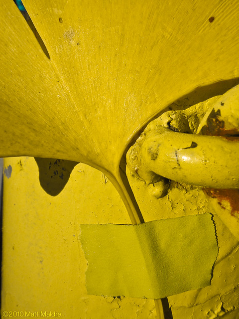 Yellow ginkgo leaf on big heavy yellow pole