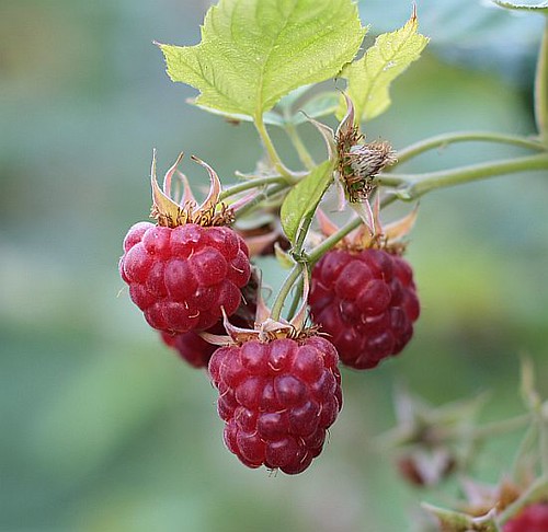 Raspberry Flickr Raspberry | Ann155 | Flickr