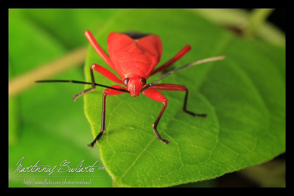 Red Stink Bug | Pentatomoidea is a superfamily of insects in… | Flickr