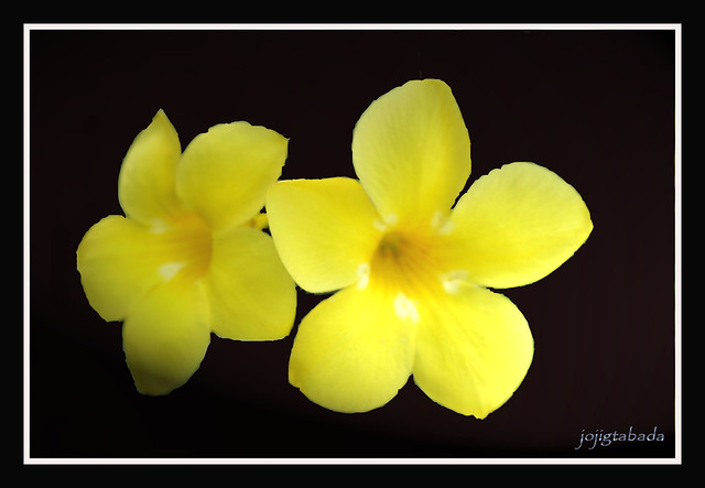 yellow flower @ linabo