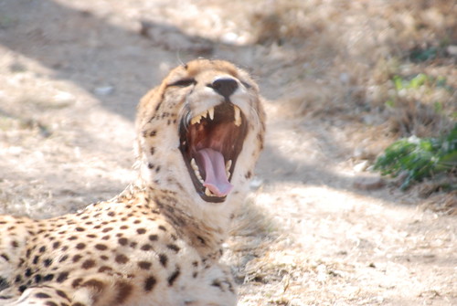 animals southafrica wildlife cheetah za johannesburg lionpark 2010 gauteng