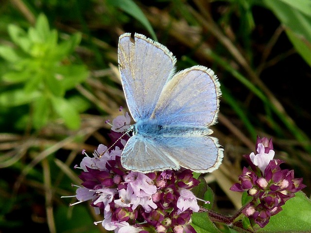 Butterfly blue-white colored