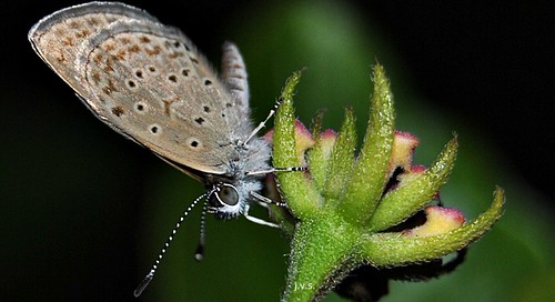 Mariposa traicionera. | Eres como una mariposa vuelas y te p… | Flickr