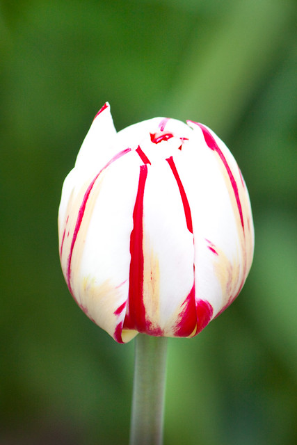 Red and white Tulip