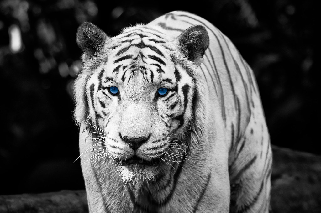 Color Key Week – The Eye Of The Tiger | Roooaaar! Run, be fa… | Flickr