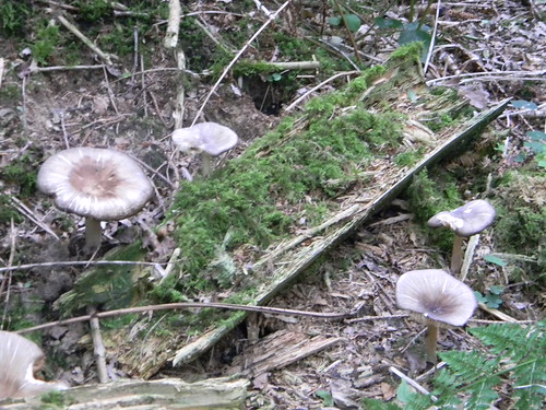 Fungi Knockholt Circular