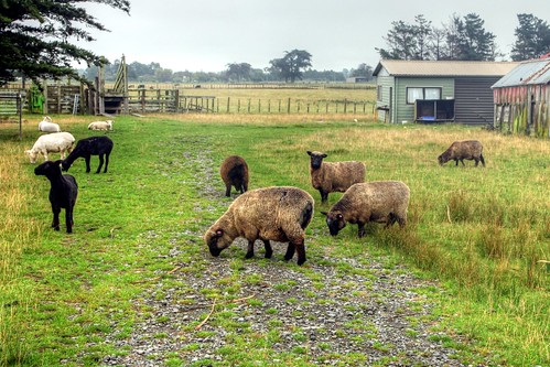 newzealand white black countryside sheep farm grazing manawatu bunnythorpe