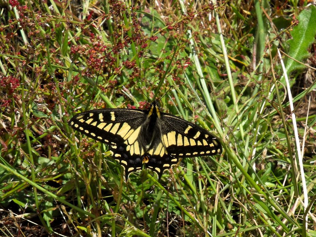 Anise Swallowtail by wolfnowl