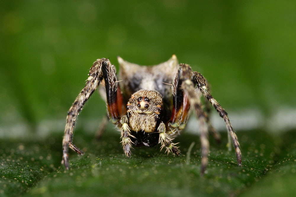 Arachnida et al. | Flickr