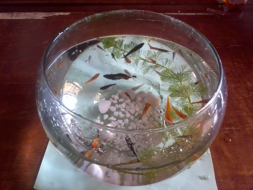 Photo0789 | s's fishs | socotoday | Flickr