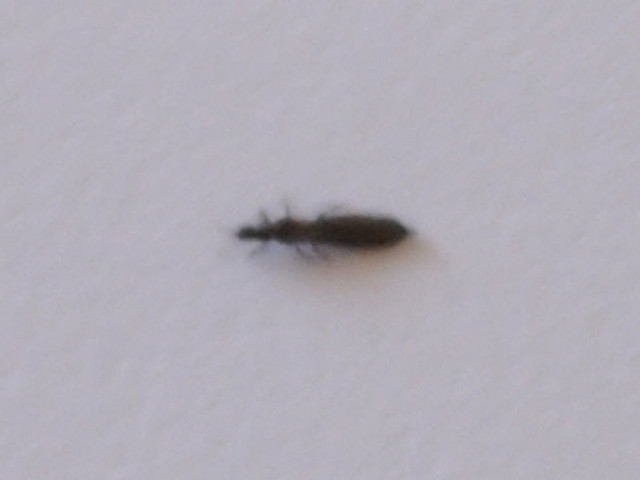 storm fly | How can something so small (about 1mm long) caus… | Flickr