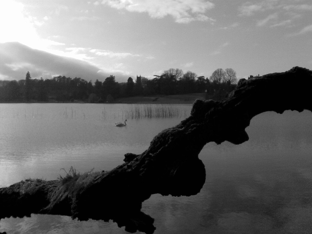 Early Morning - Tree, Swan & Castle - Monaghan, Ireland