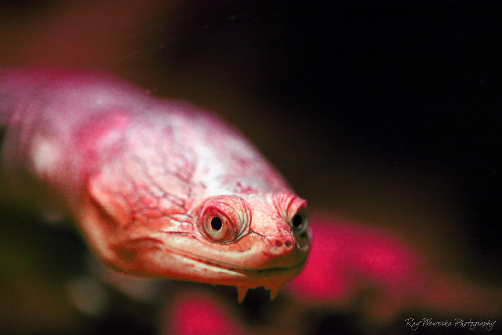 Mr Chuckles | This was taken at the sealife centre in Weymou… | Flickr