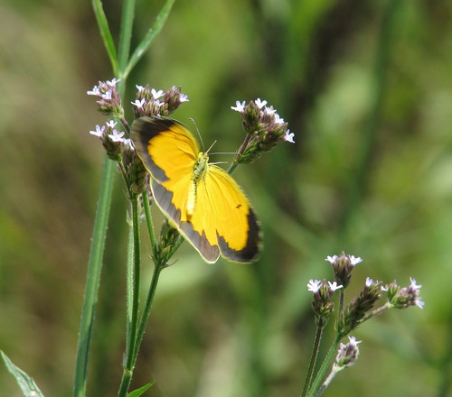 yellow butterfly unidentified nwr