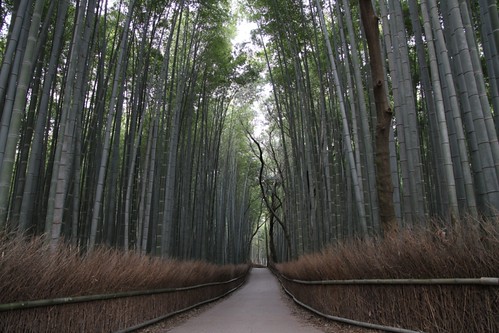 The bamboo Grove by Marquisde