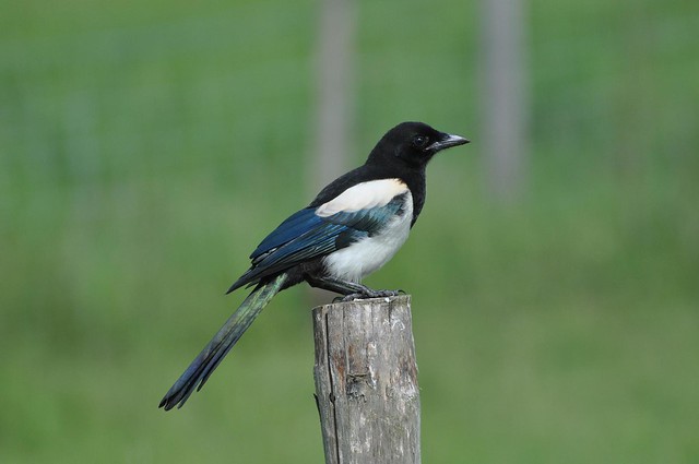 Pica Pica / Magpie / Ekster