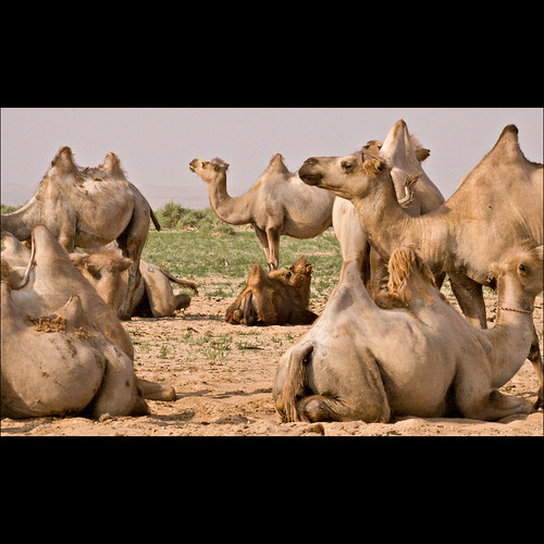 Camelrama by Josef...