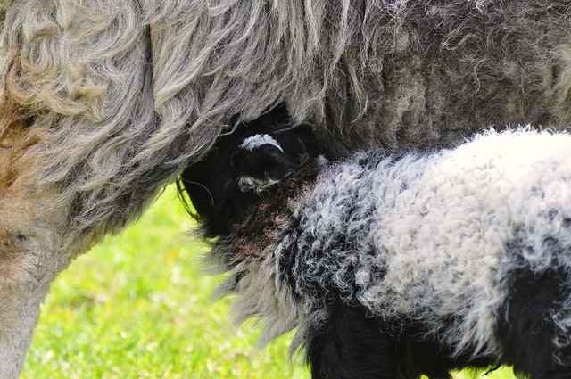 DSC_1739 Herdwick lamb