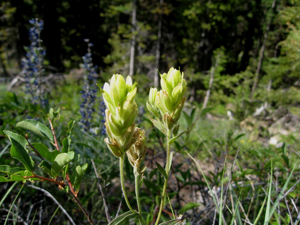 Yellow Castilleja In Meadow Yellow Castilleja In Meadow I Flickr yellow-castilleja-in-meadow-yellow-castilleja-in-meadow-i-flickr
