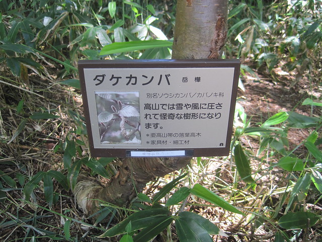 Dake kanba (岳樺, 'mountain-peak birch', Betula ermanii) sign, Mt. Hotaka, Gifu-ken