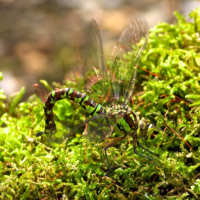 southern hawker male dragon-fly