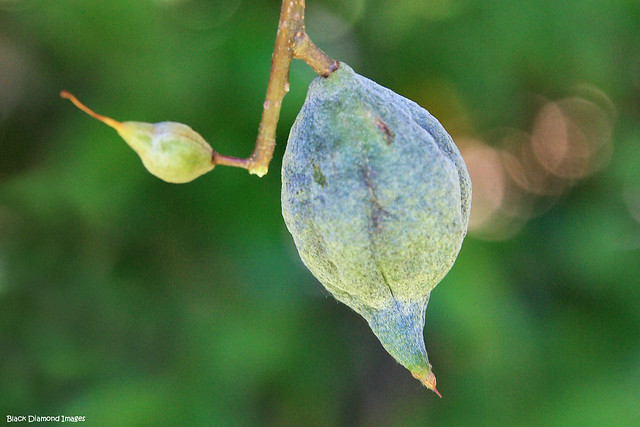 Macadamia ternifolia - Maroochy Nut, Small-fruited Queensland Nut, Gympie Nut