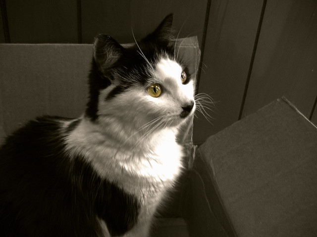 Marley in a cardboard box