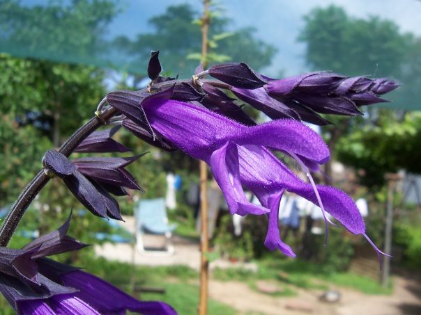 Salvia azul (Salvia guaranítica)