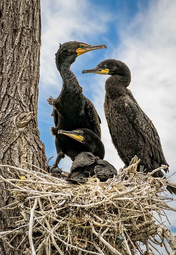 Nesting Cormorants No5 | by otterman51