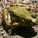 Flickr photo 'Rana clamitans (Green Frog)' by: Arthur Chapman.