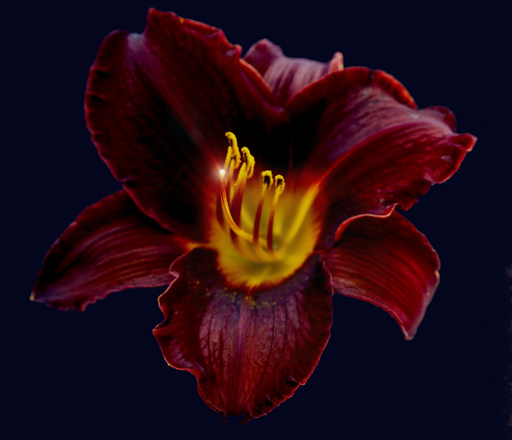 Maroon Lily