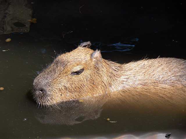 Vízidisznó - Capybara